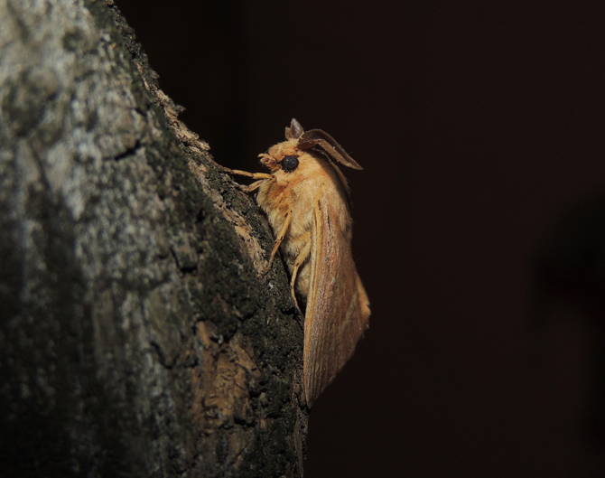 Lasiocampa trifolii Lasiocampidae